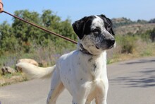 DANTE2, Hund, Affenpinscher in Spanien - Bild 2