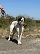 DANTE2, Hund, Affenpinscher in Spanien - Bild 4