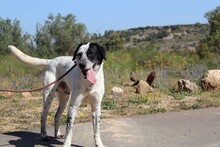 DANTE2, Hund, Affenpinscher in Spanien - Bild 8