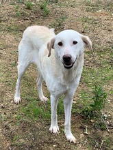 MICHELINE, Hund, Herdenschutzhund-Mix in Italien - Bild 16