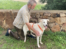 MICHELINE, Hund, Herdenschutzhund-Mix in Italien - Bild 6