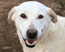 MICHELINE, Hund, Herdenschutzhund-Mix in Bad Neuenahr-Ahrweiler