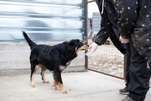 FINI, Hund, Mischlingshund in Rumänien - Bild 3