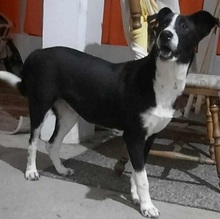 TARA, Hund, Border Collie-Mix in Nordmazedonien