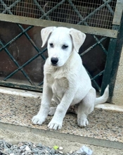 GUENDALINA, Hund, Labrador-Maremmano-Mix in Italien - Bild 1