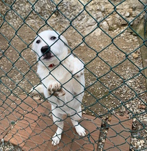 GUENDALINA, Hund, Labrador-Maremmano-Mix in Italien - Bild 2