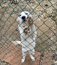 GUENDALINA, Hund, Labrador-Maremmano-Mix in Italien - Bild 3