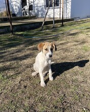 ZOE, Hund, Beagle-Mix in Griechenland - Bild 2