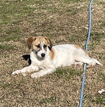 ZOE, Hund, Beagle-Mix in Griechenland - Bild 4