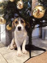 ZOE, Hund, Beagle-Mix in Griechenland - Bild 8