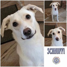 SCHNUFFI, Hund, Mischlingshund in Weidenberg - Bild 2