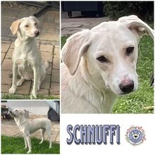 SCHNUFFI, Hund, Mischlingshund in Weidenberg - Bild 5