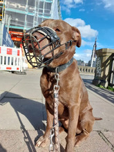 PINO, Hund, Labrador-Mix in Hamburg - Bild 10