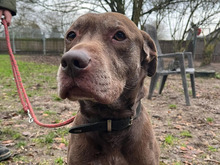 PINO, Hund, Labrador-Mix in Hamburg - Bild 3