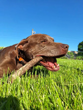 PINO, Hund, Labrador-Mix in Hamburg - Bild 4