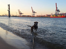 PINO, Hund, Labrador-Mix in Hamburg - Bild 7