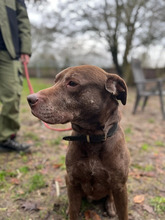 PINO, Hund, Labrador-Mix in Hamburg - Bild 8