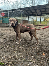 PINO, Hund, Labrador-Mix in Hamburg - Bild 9