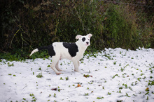 TURON, Hund, Mischlingshund in Kroatien - Bild 5