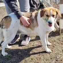 CHICCO, Hund, Mischlingshund in Rumänien - Bild 1