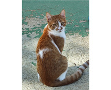 KRÜMEL, Katze, Europäisch Kurzhaar in Spanien - Bild 1