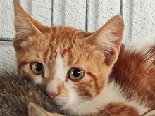 KRÜMEL, Katze, Europäisch Kurzhaar in Spanien - Bild 2