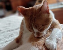 KRÜMEL, Katze, Europäisch Kurzhaar in Duisburg