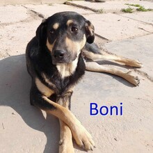 BONI, Hund, Mischlingshund in Bosnien und Herzegowina