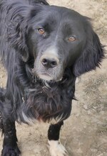 LOUIS, Hund, Mischlingshund in Griechenland