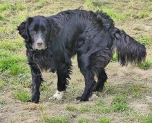 LOUIS, Hund, Mischlingshund in Griechenland - Bild 10