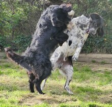 LOUIS, Hund, Mischlingshund in Griechenland - Bild 11