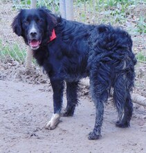 LOUIS, Hund, Mischlingshund in Griechenland - Bild 12