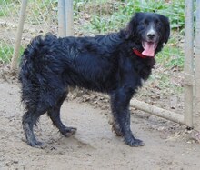 LOUIS, Hund, Mischlingshund in Griechenland - Bild 13