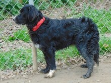 LOUIS, Hund, Mischlingshund in Griechenland - Bild 2