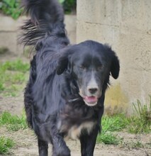 LOUIS, Hund, Mischlingshund in Griechenland - Bild 6