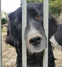 LOUIS, Hund, Mischlingshund in Griechenland - Bild 9