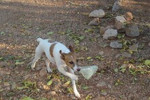 DALI, Hund, Mischlingshund in Spanien - Bild 3