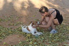 DALI, Hund, Mischlingshund in Spanien - Bild 4