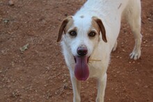 BENJI, Hund, Mischlingshund in Spanien - Bild 1