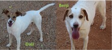 BENJI, Hund, Mischlingshund in Spanien - Bild 3