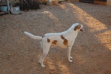 BENJI, Hund, Mischlingshund in Spanien - Bild 5