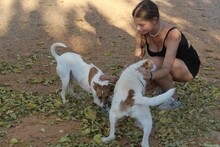 BENJI, Hund, Mischlingshund in Spanien - Bild 7