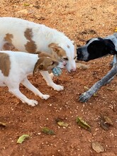 BENJI, Hund, Mischlingshund in Spanien - Bild 8