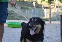 RIGODON, Hund, Hütehund-Mix in Spanien - Bild 3