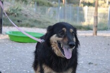 RIGODON, Hund, Hütehund-Mix in Spanien - Bild 4