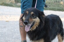 RIGODON, Hund, Hütehund-Mix in Spanien - Bild 5