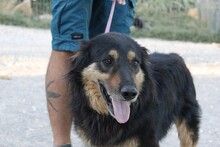 RIGODON, Hund, Hütehund-Mix in Spanien - Bild 6