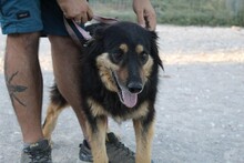 RIGODON, Hund, Hütehund-Mix in Spanien - Bild 7