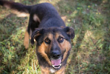 GEPETTO, Hund, Mischlingshund in Kroatien - Bild 1