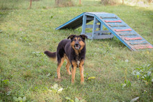 GEPETTO, Hund, Mischlingshund in Kroatien - Bild 3